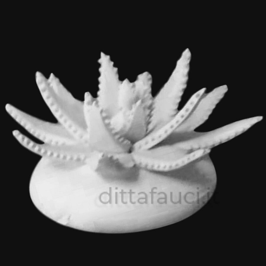 Aloe 4' Mis h 10 cm, diam. 17 cm | Piantine in ceramica - Ingrosso per la Ceramica | Ditta Fauci