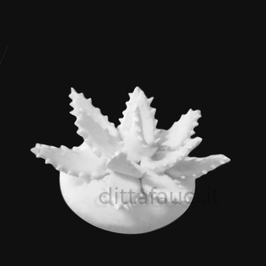 Aloe 1' Mis h 6 cm, diam. 12 cm | Piantine in ceramica - Ingrosso per la Ceramica | Ditta Fauci
