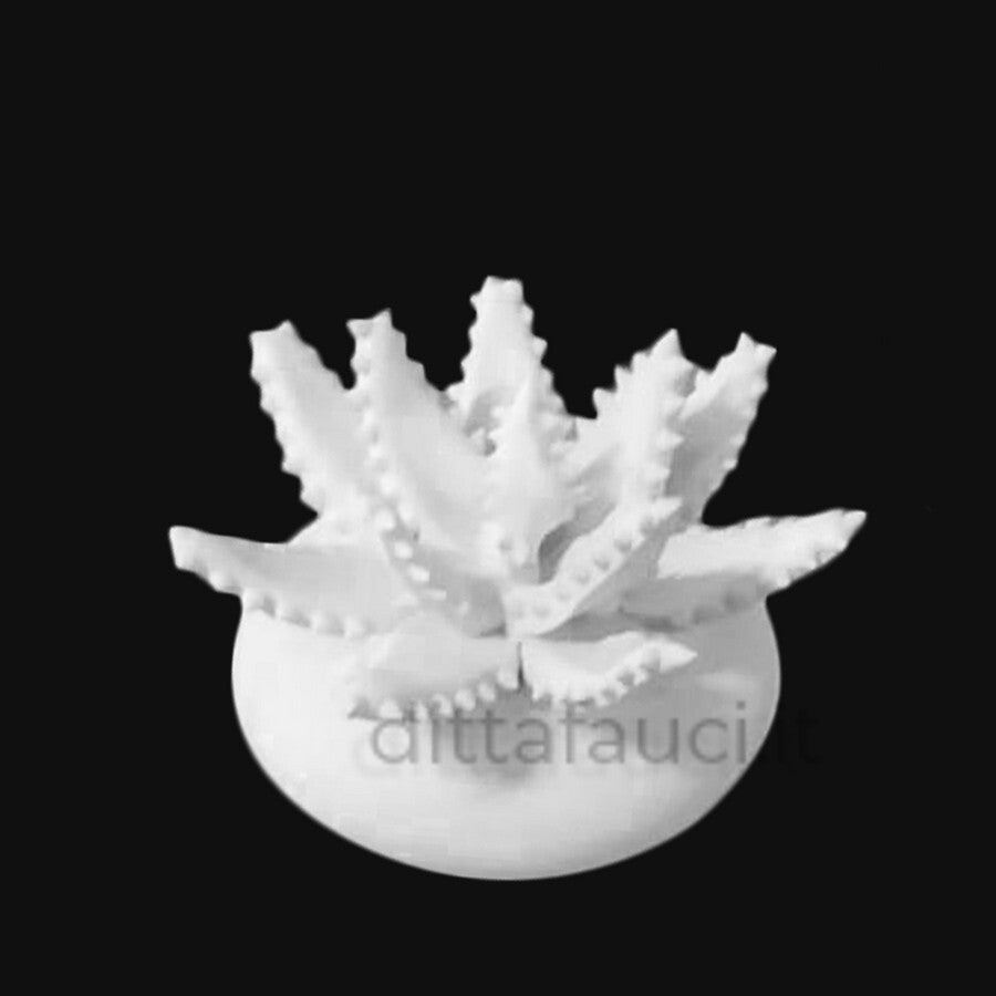 Aloe 2' Mis h 8 cm, diam. 12 cm | Piantine in ceramica - Ingrosso per la Ceramica | Ditta Fauci